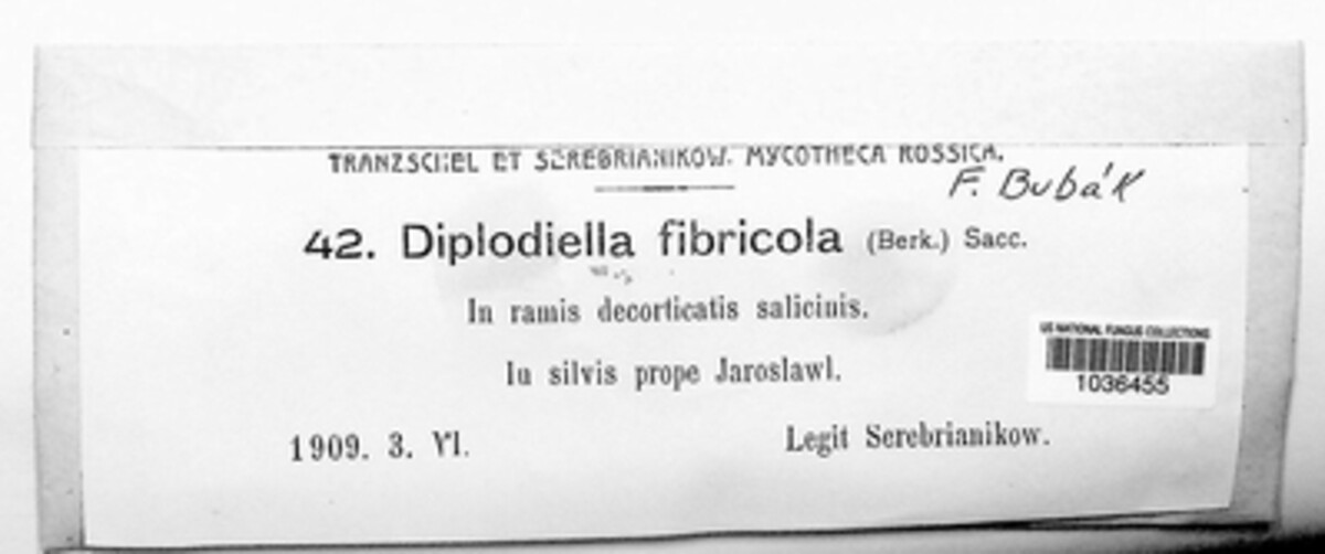 Diplodiella fibricola image